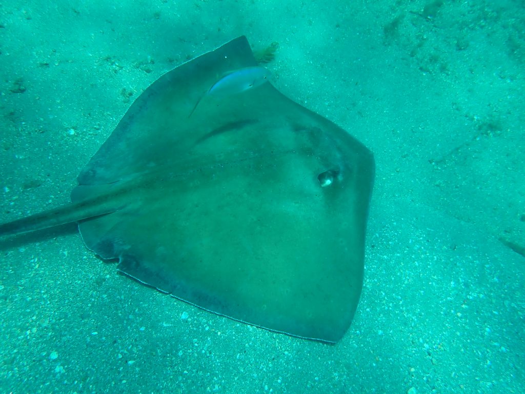 A Southern Eagle Ray  spotted at the Blue Heron Bridge in Rivera Beach, FL.