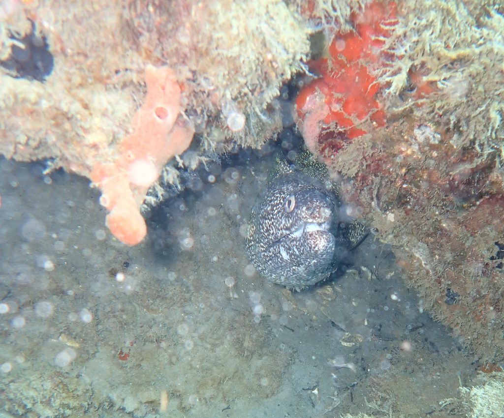 A Spotted moray eel at the Blue Heron Bridge, Rivera Beach, FL