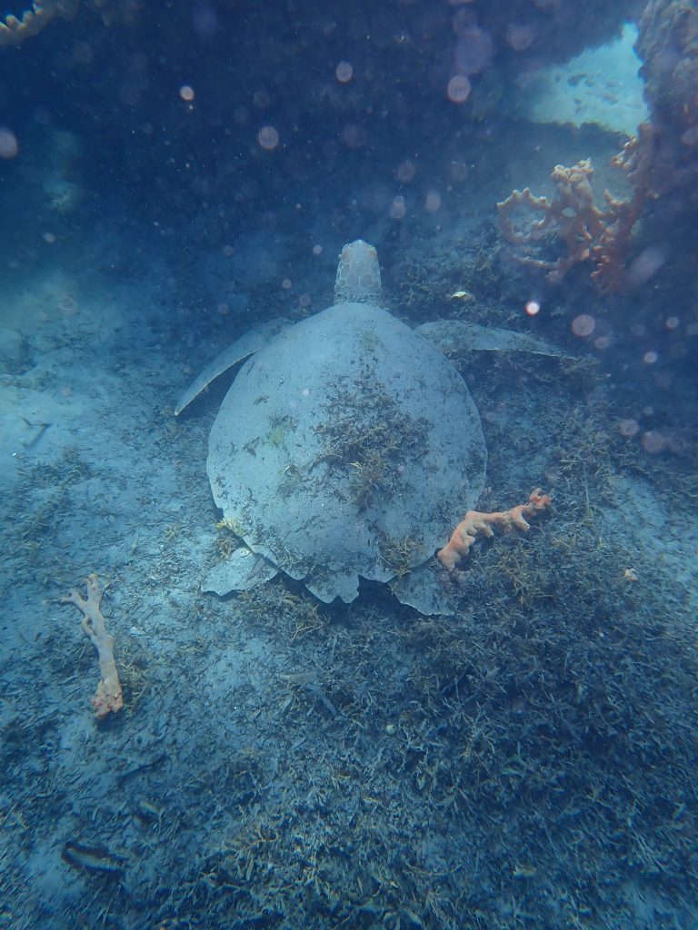 A turtle spotted at Blue Heron Bridge, Rivera Beach, FL, USA