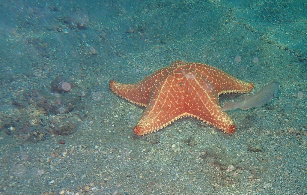 One of the many starfish divers see every day at the eh Blue Heron Bridge, Rivera Beach, FL, USA