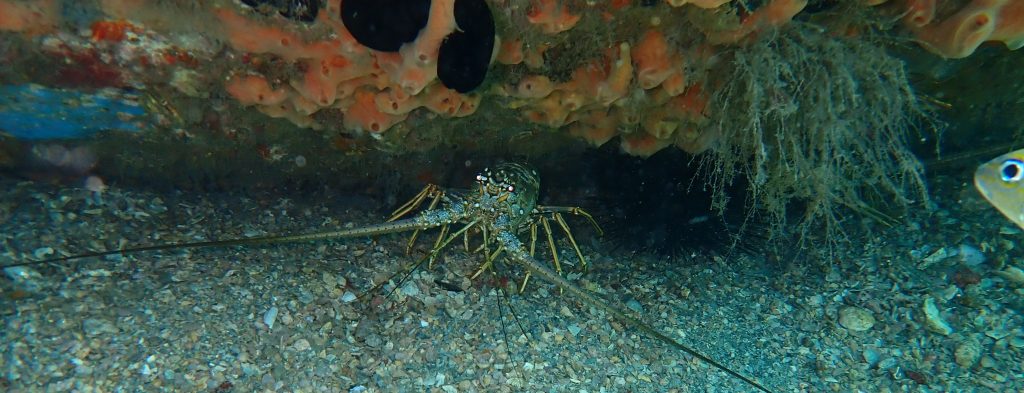 Lobster hiding under a sunken sailboat at the Blue Heron Bridge, Rivera Beach, FL USA