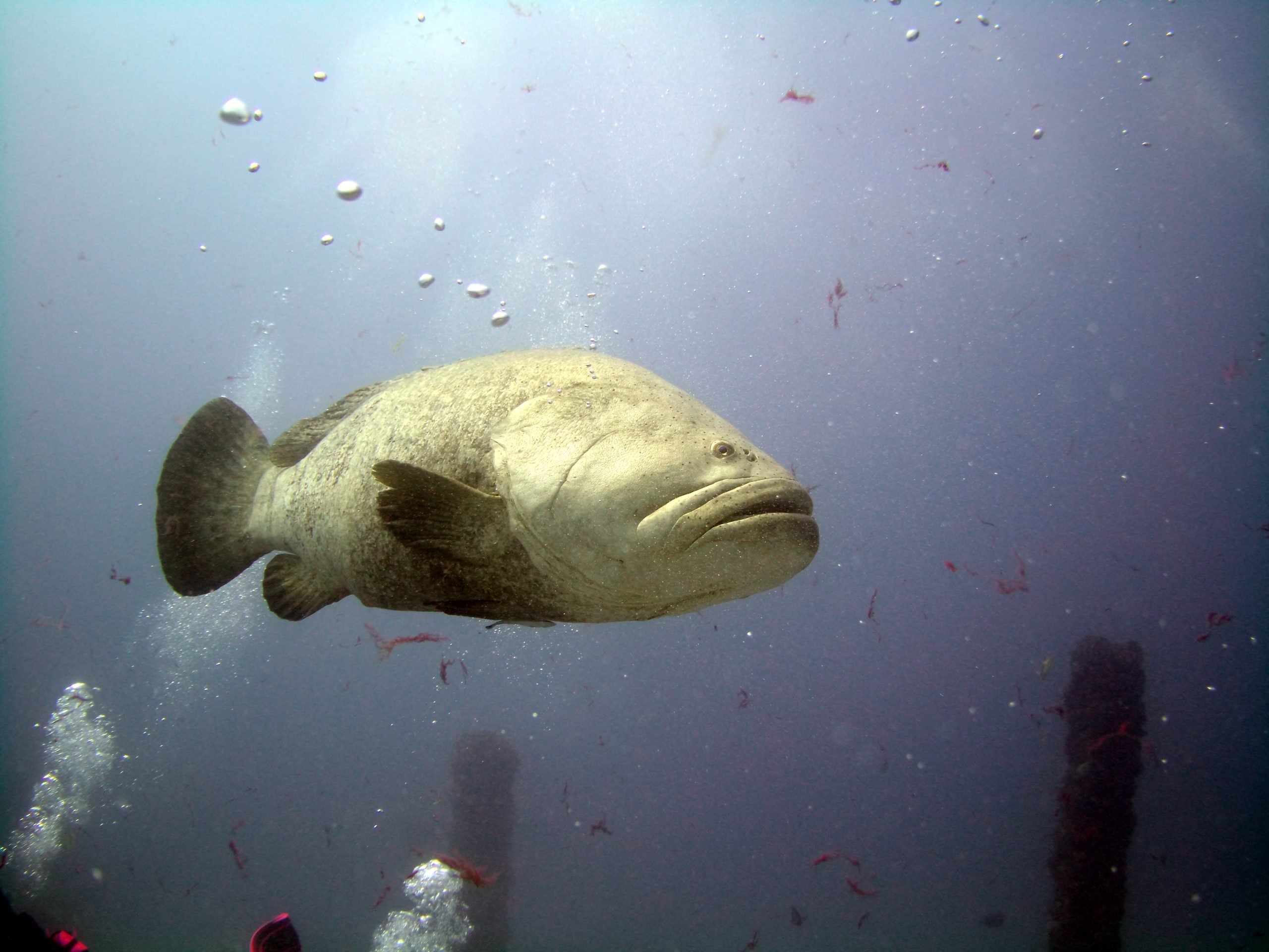 baby goliath grouper