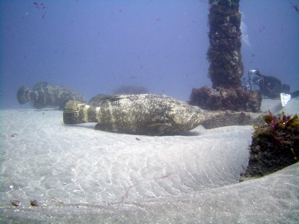 They look calm and peaceful but that's because we stay a respectful distance away from them when diving MG-111 off the coast of Jupiter, Forida.